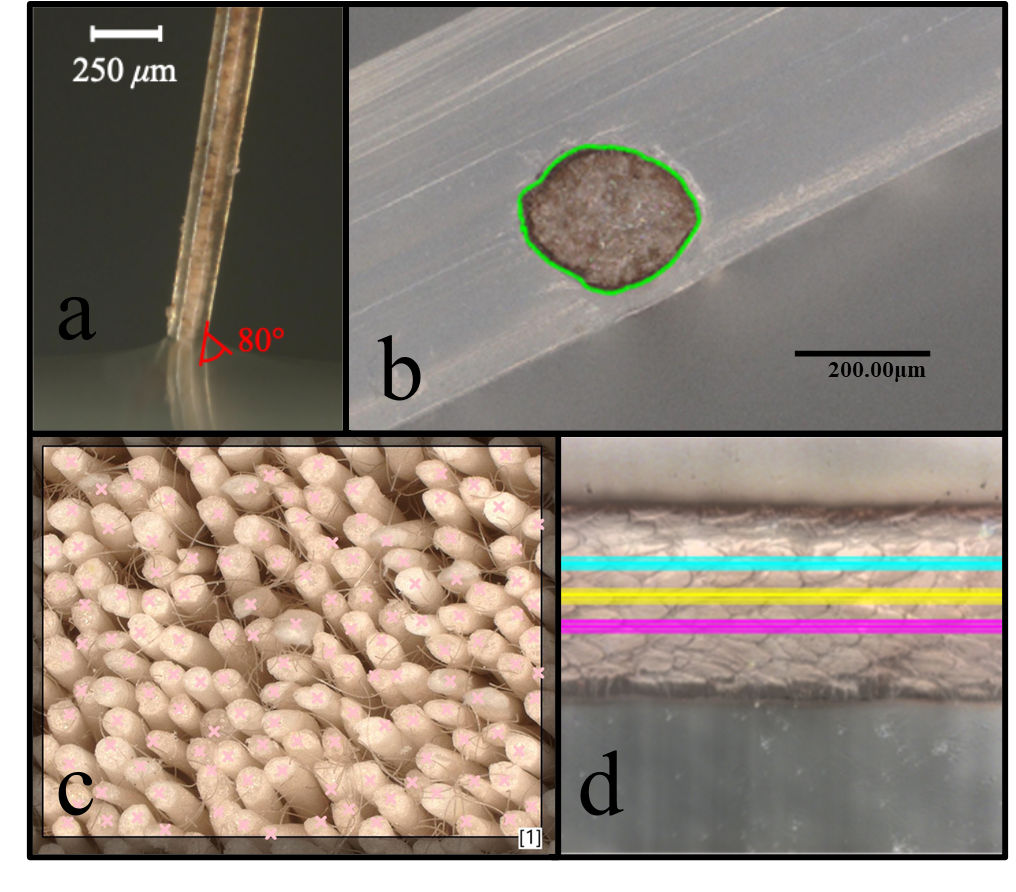 Figure 3 from the paper: digital-microscopy measurement methods. Contact angle on a guard hair, equivalent diameter from a cross-section, guard-hair density by counting fibers in a known area, and root-mean-square roughness along three lengths of a beaver guard hair.
