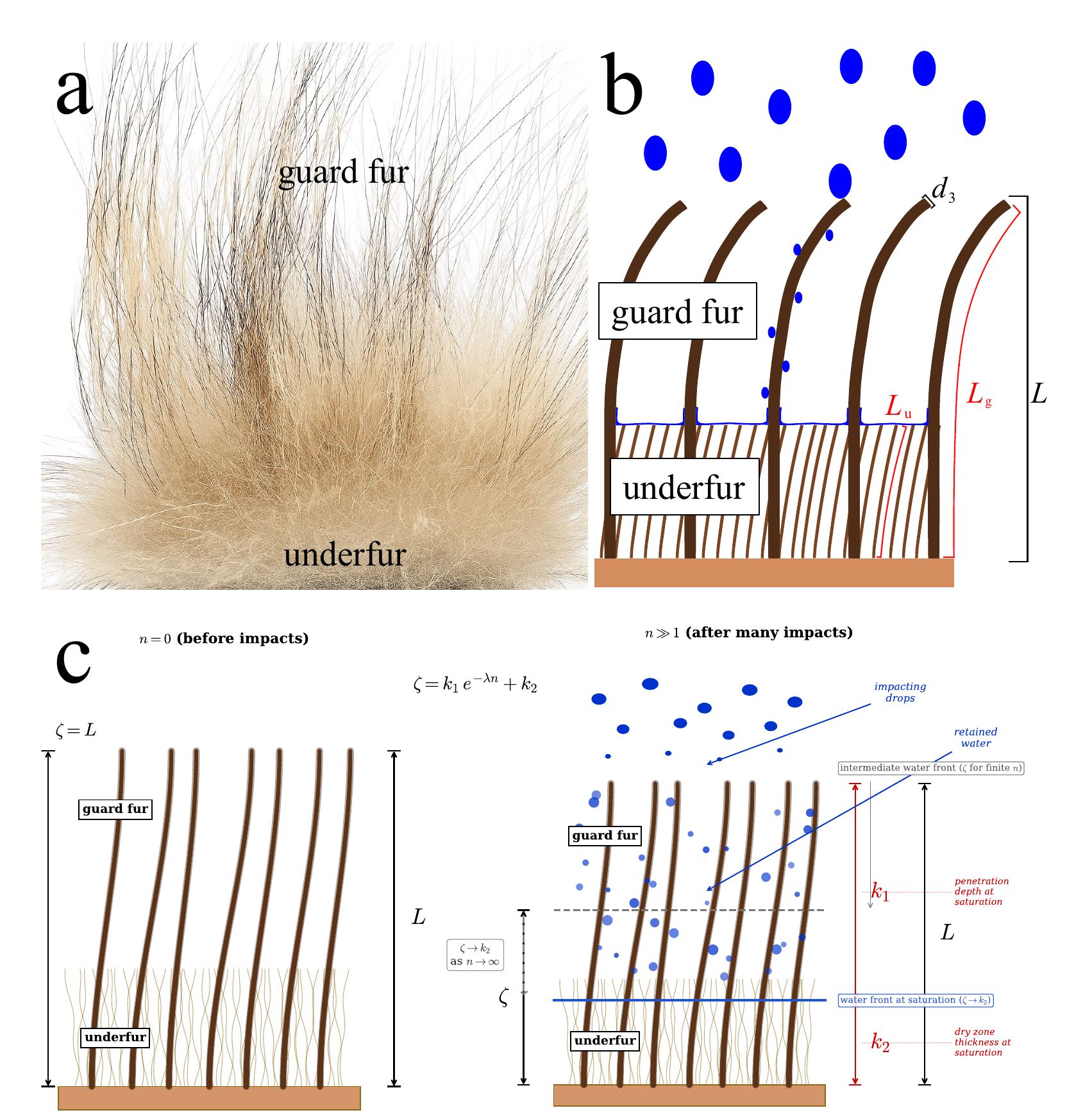 Figure 4 from the paper: photo of a gray wolf pelt showing straight guard fur protruding past the denser underfur, a schematic of guard fur dissipating drop energy and channeling liquid into the hydrophobic underfur, and the dry-zone model before impacts versus after many impacts. The dual-layer architecture.