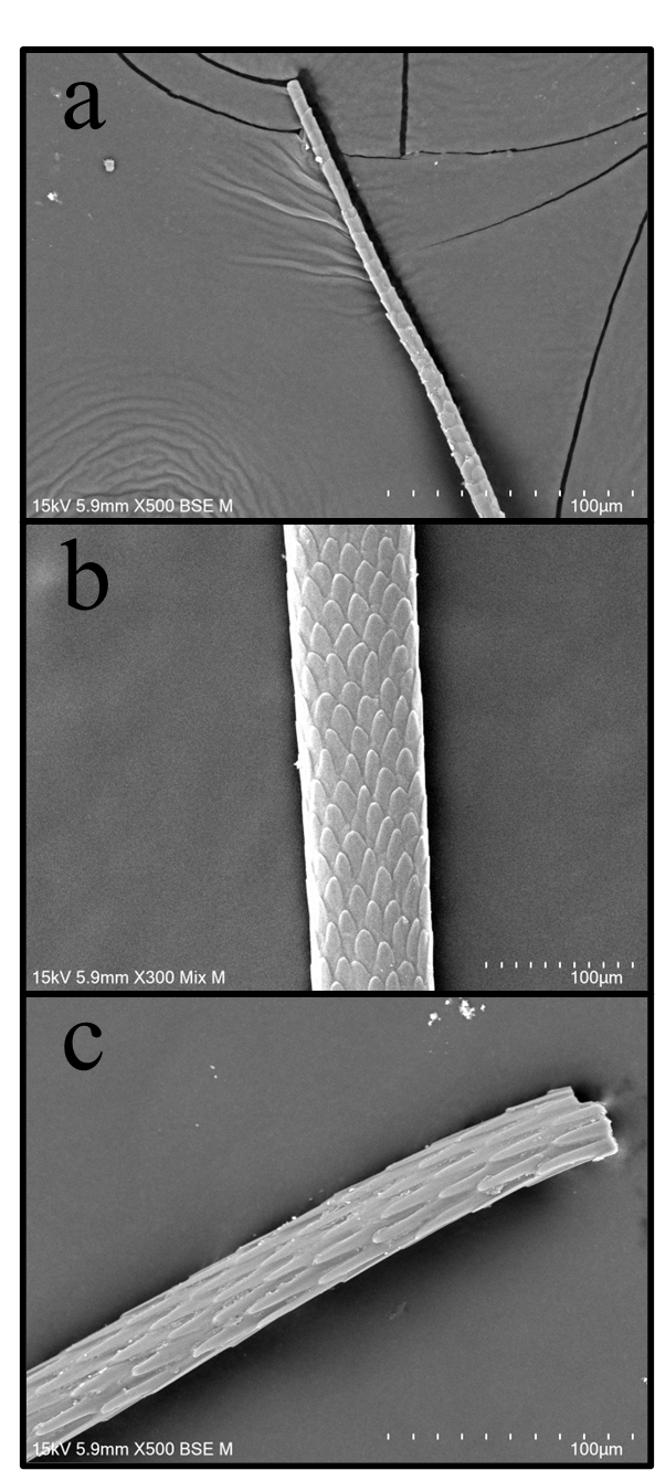 Figure 5 from the paper: scanning electron microscope images of sea otter guard hair scale structures at distal, medial, and proximal sections, showing the coronal-to-imbricate-acuminate transition.