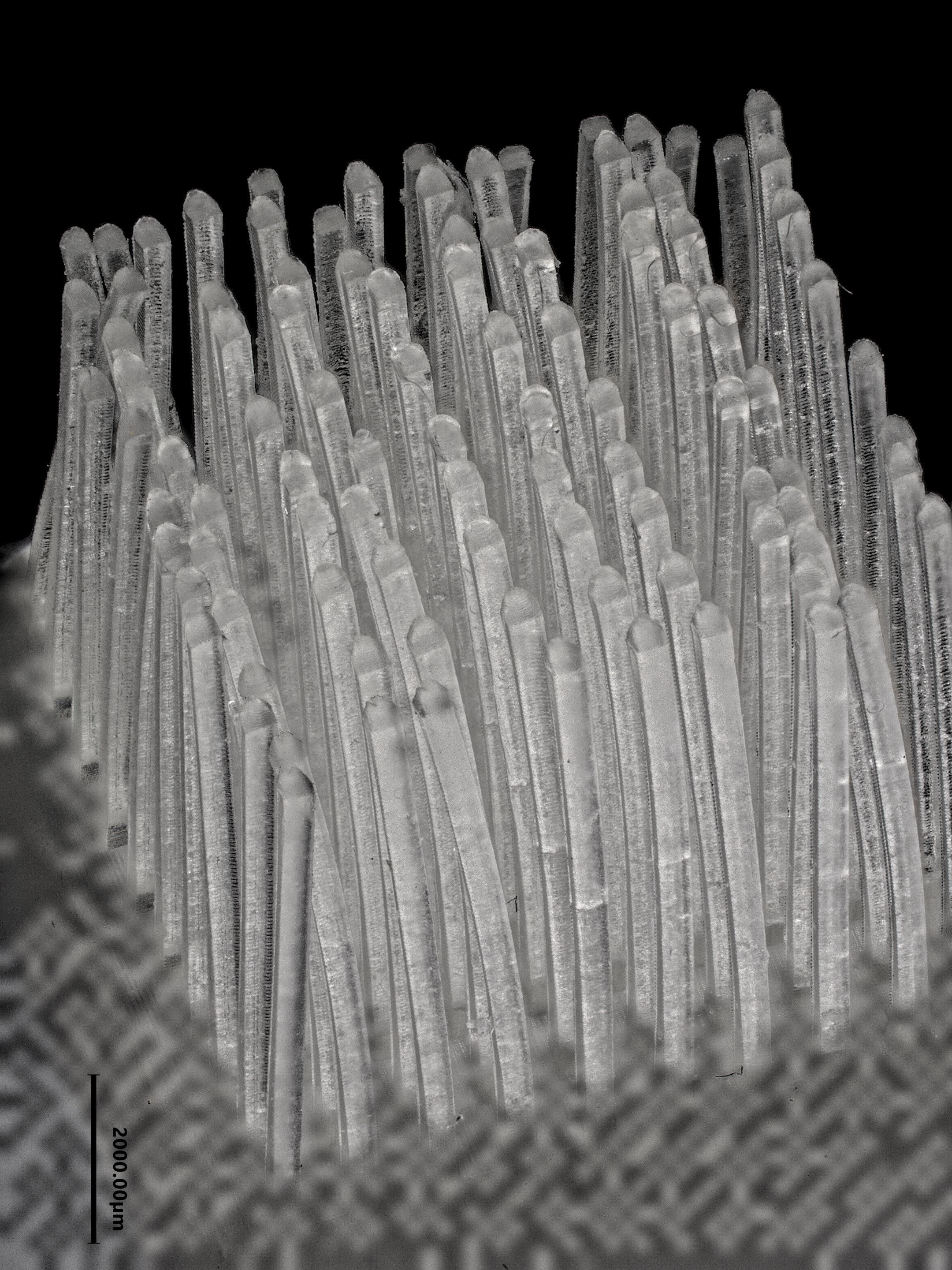 Photograph of vertically oriented fur, the natural biological inspiration for the experimental fiber arrays in this paper.