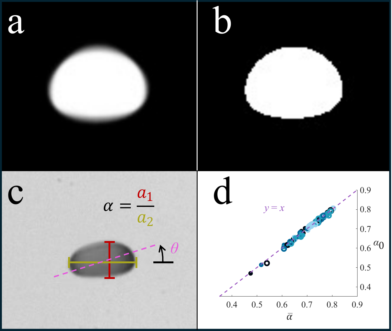 Aggregate drop shadow forming the characteristic shape and matching the Beard and Chuang equilibrium model.
