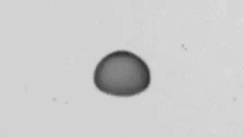 A nanofluid drop oscillating while aerodynamically levitated in the vertical wind tunnel.